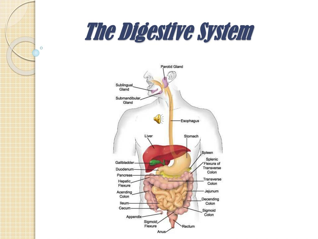 Prima digestio fit in ore *